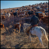 Taking the Longhorns to Winter Pasture
