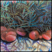 Ground Plums