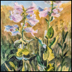 Penstemon cobaea