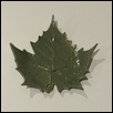 Sycamore Leaf Green