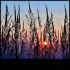 Indian Grass Sundown