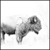 Standing Bull
