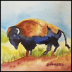 Buffalo at Home