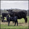 Legendairy